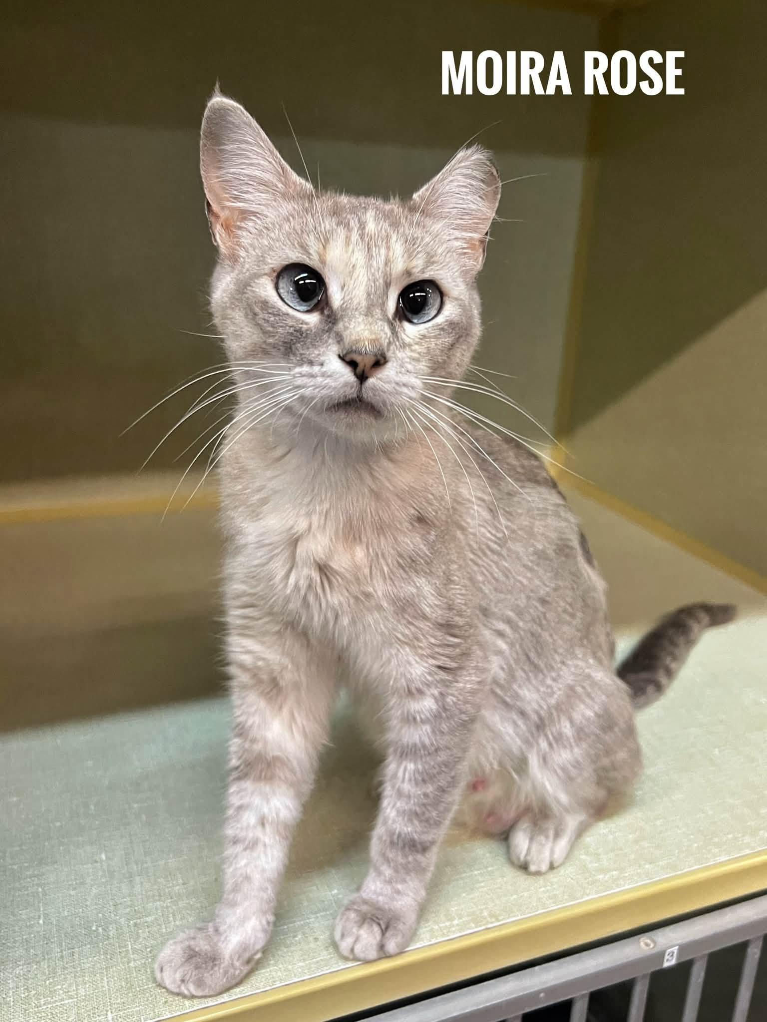 Moira Rose, Adoptable, Adult Female Domestic Short Hair.
