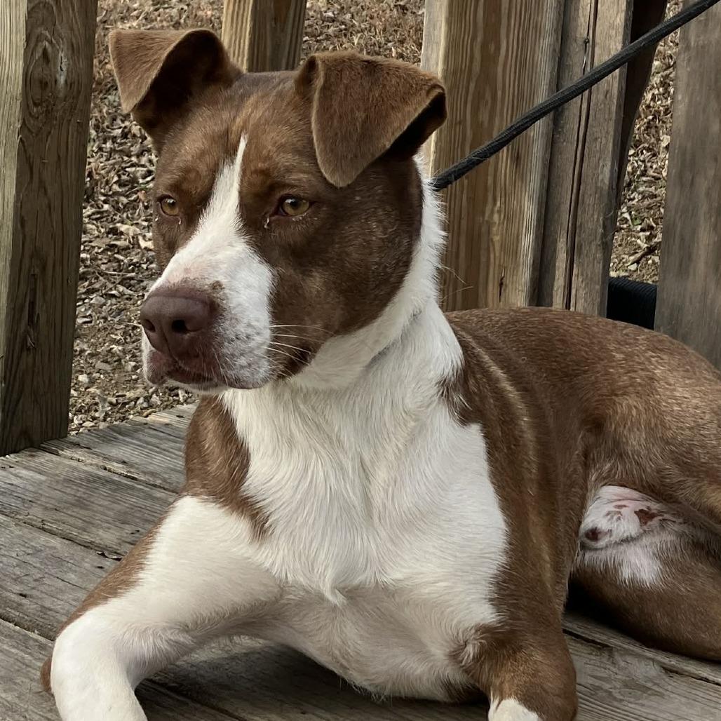 Enlarge Courage, a Adoptable Mixed Breed in Pulaski, TN image 2/2