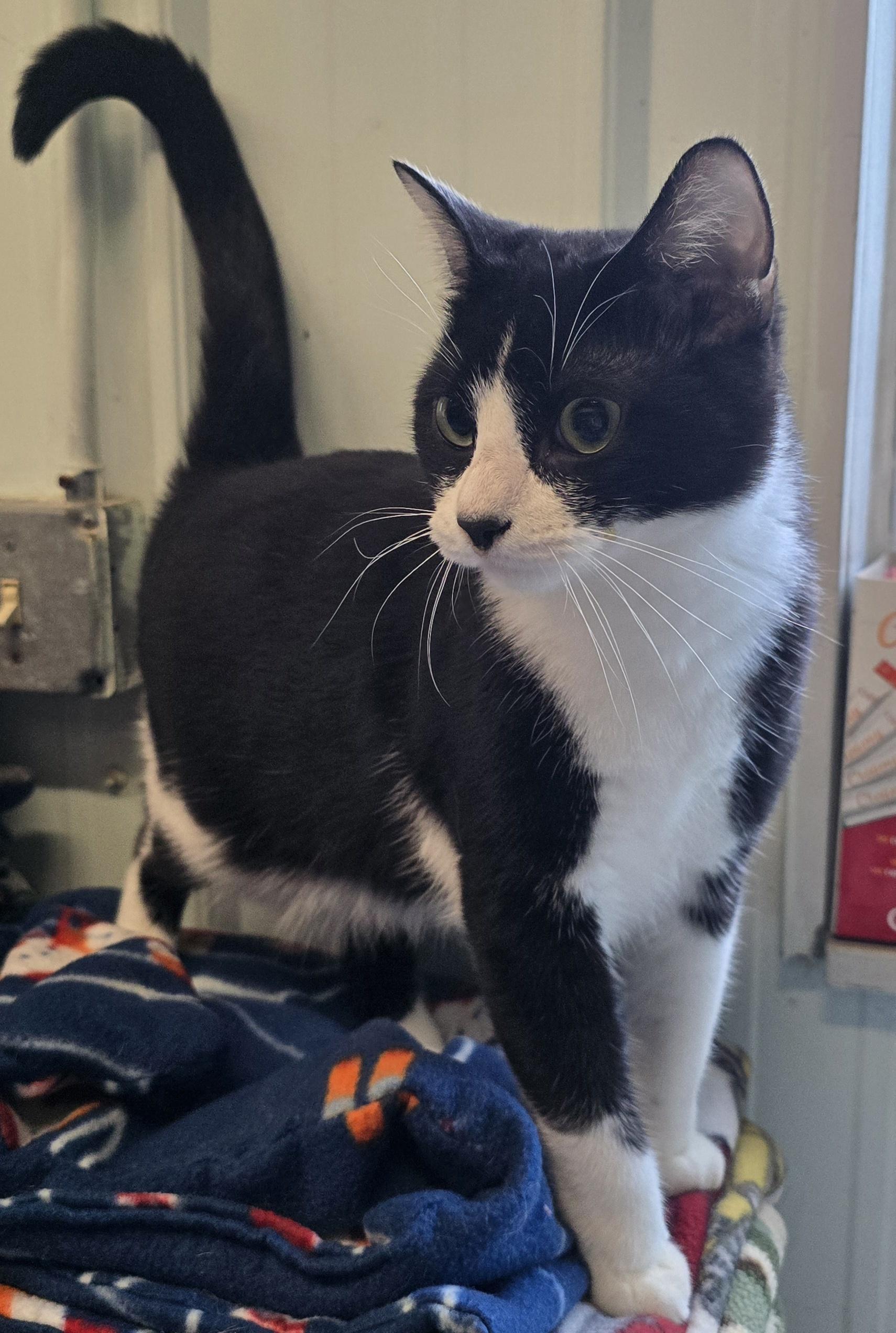 Prince, Adoptable, Young Male Domestic Short Hair & Tuxedo.