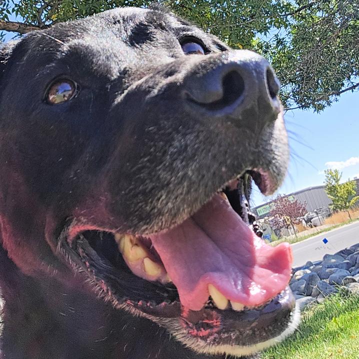 Willow, Adopted, Adult Female Black Labrador Retriever.
