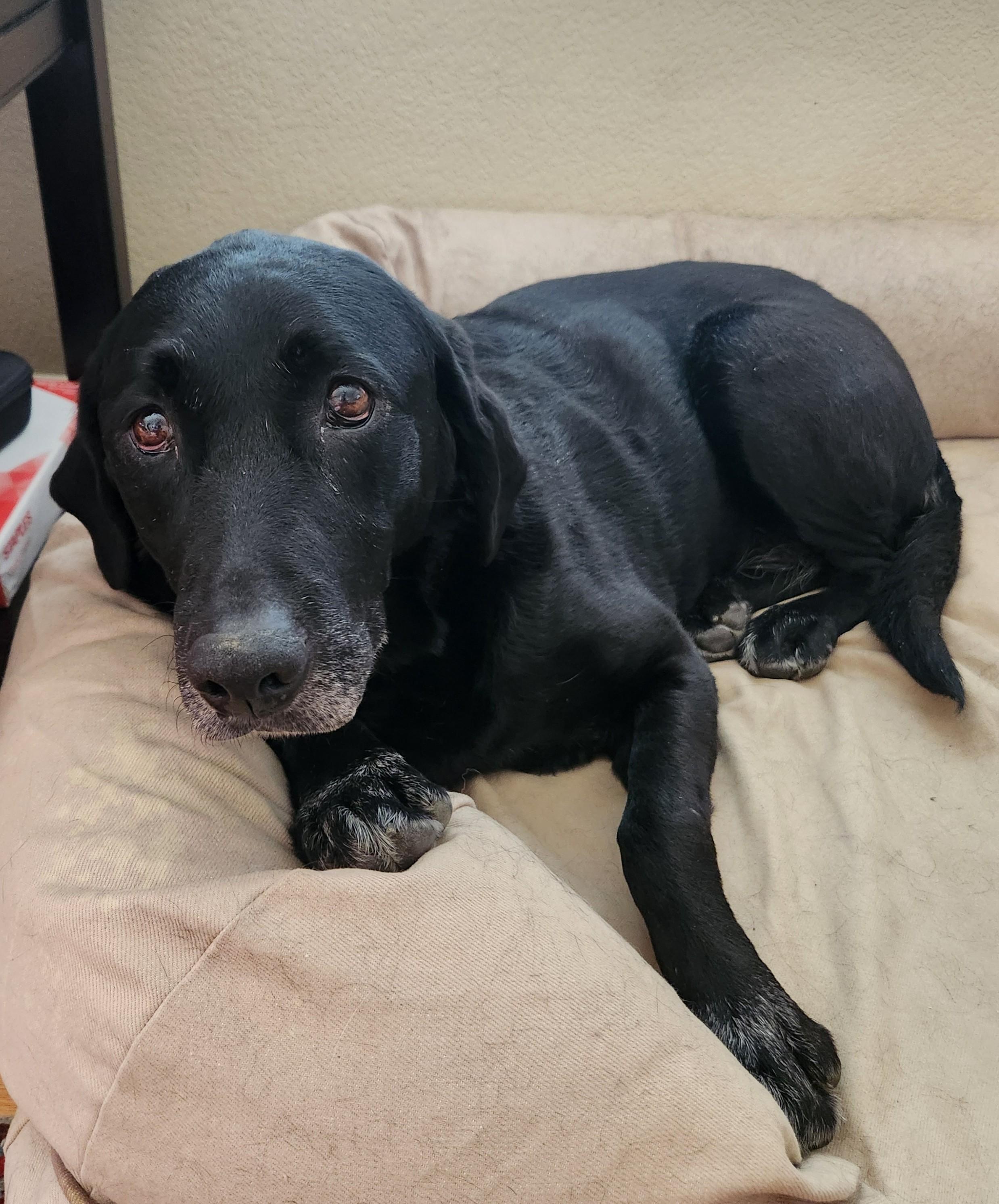 Enlarge Willow, a Adopted Black Labrador Retriever in Golden, CO image 2/6