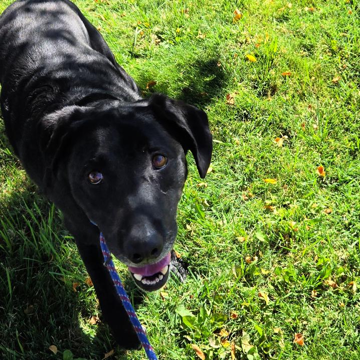 Enlarge Willow, a Adopted Black Labrador Retriever in Golden, CO image 3/6