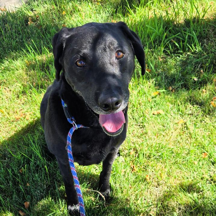 Enlarge Willow, a Adopted Black Labrador Retriever in Golden, CO image 4/6