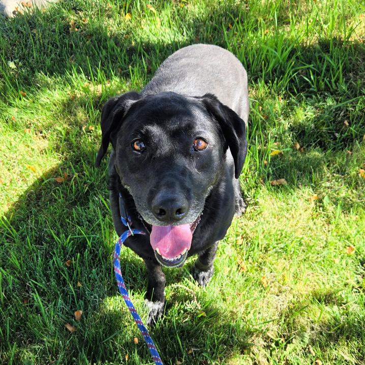 Enlarge Willow, a Adopted Black Labrador Retriever in Golden, CO image 6/6