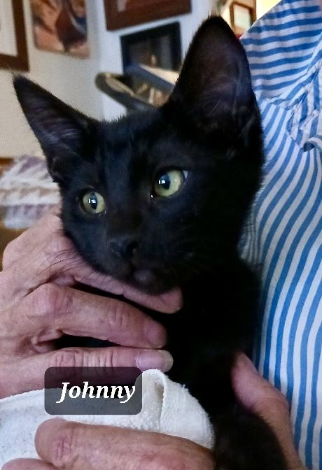 Johnny, Baby Male Bombay