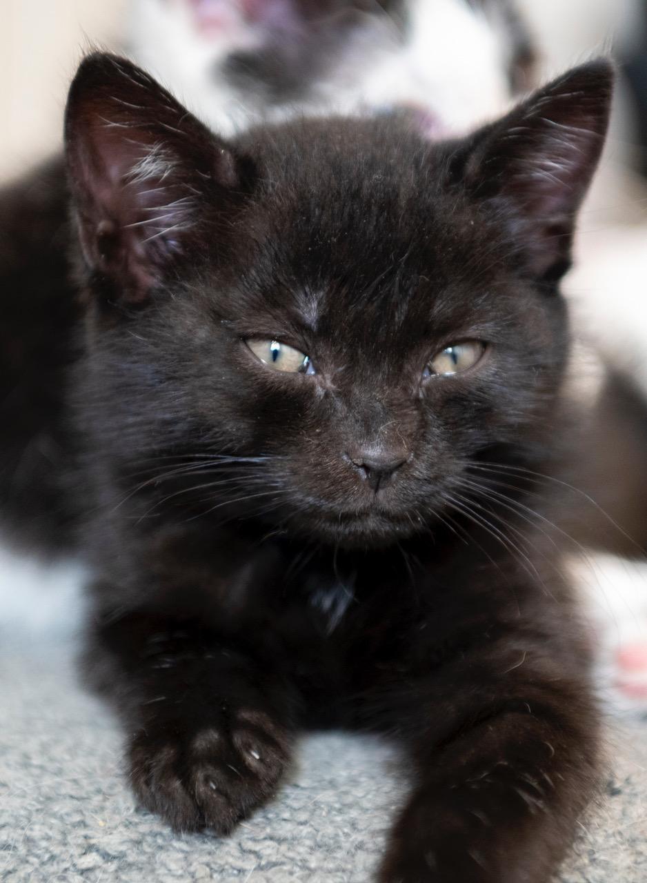 Siren, an adopted American Shorthair in Winston-Salem, NC image 5/5