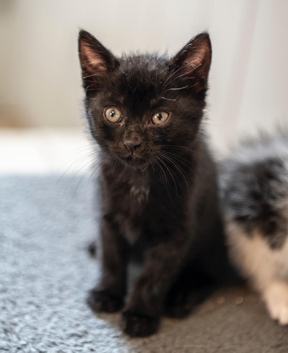 Siren, an adopted American Shorthair in Winston-Salem, NC image 2/5