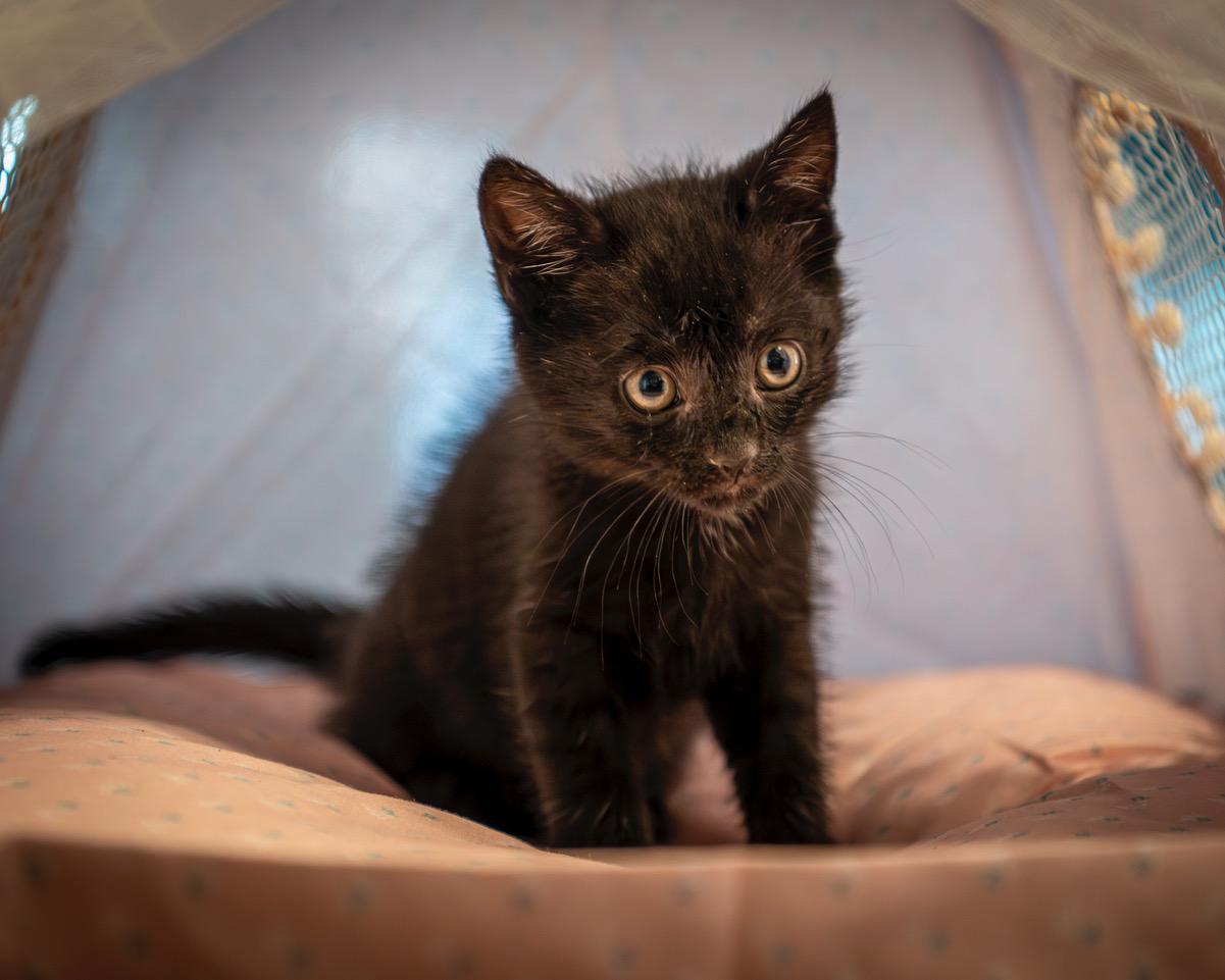 Siren, an adopted American Shorthair in Winston-Salem, NC image 3/5