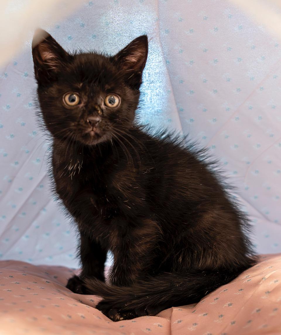 Siren, an adopted American Shorthair in Winston-Salem, NC image 4/5