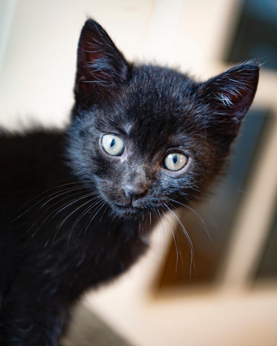 Siren, adopted, Kitten Female American Shorthair.