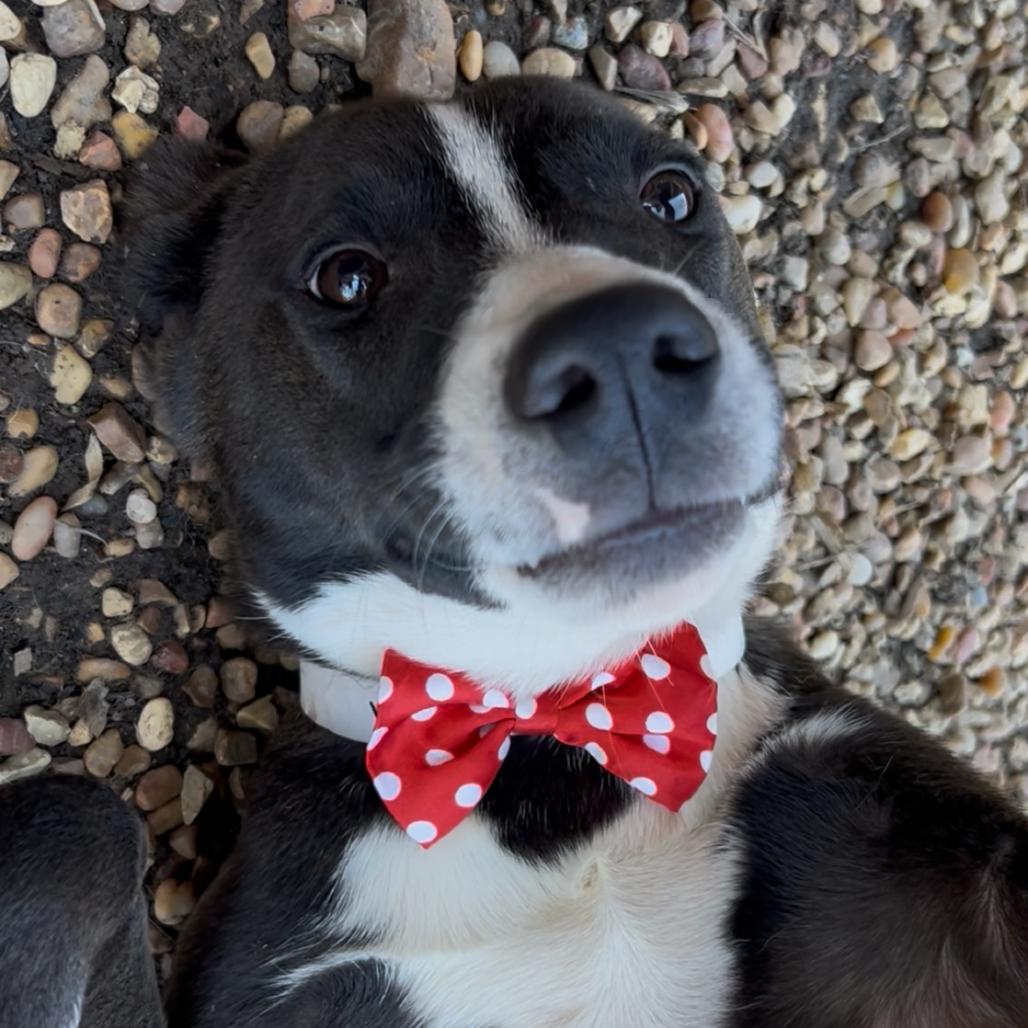 Dudley — thumbnail 2