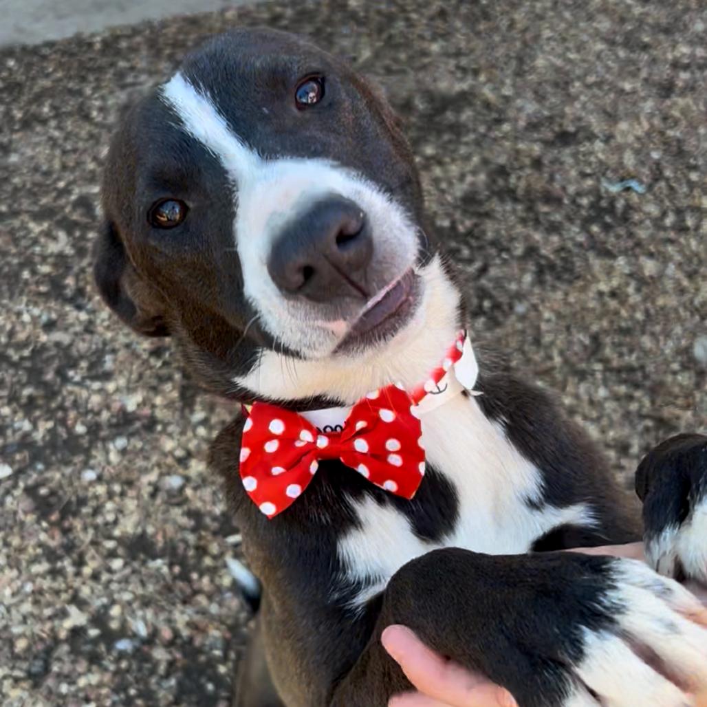 Dudley — thumbnail 3