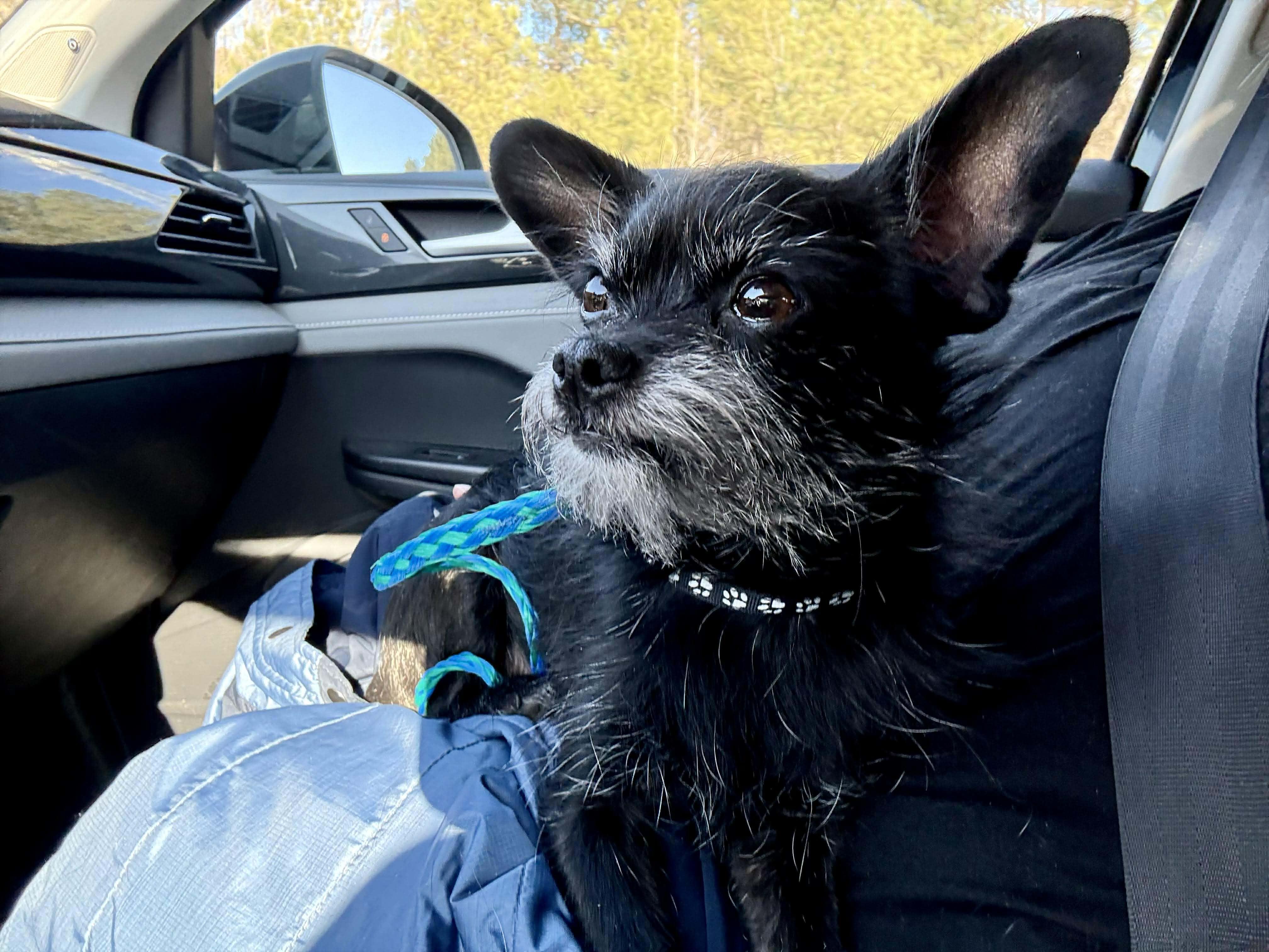 Enlarge Cash , a ADOPTABLE mixed breed in Fredericksburg, VA image 3/5