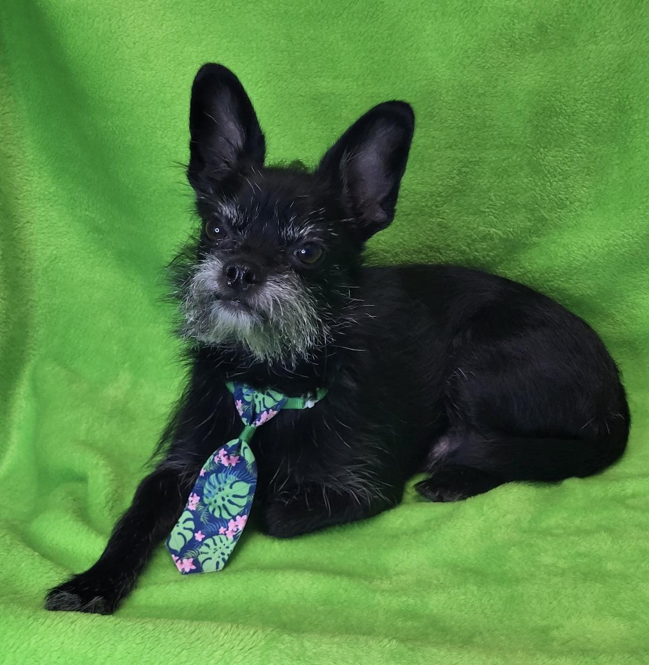 Enlarge Cash , a ADOPTABLE mixed breed in Fredericksburg, VA image 4/5