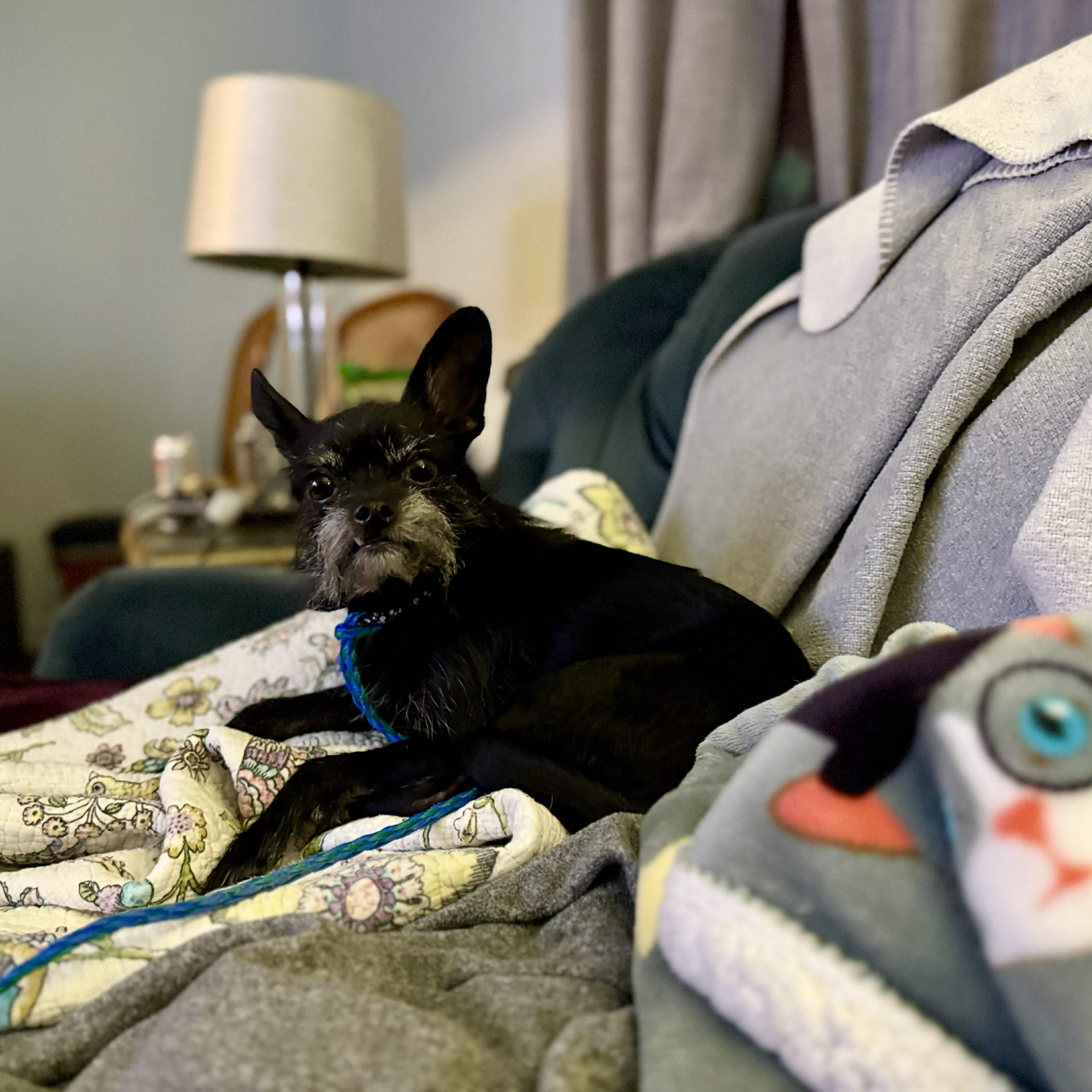 Enlarge Cash , a ADOPTABLE mixed breed in Fredericksburg, VA image 5/5