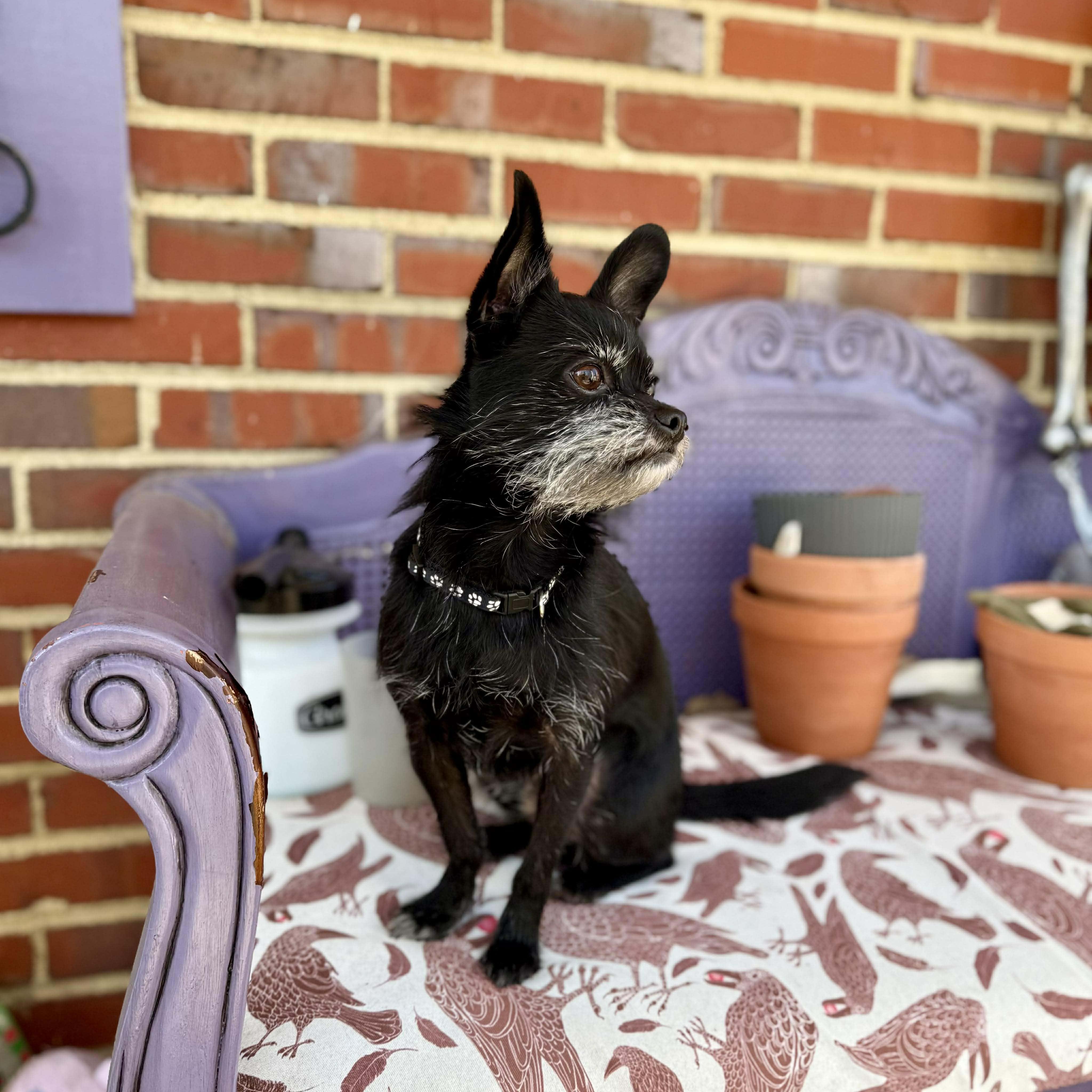 Enlarge Cash , a ADOPTABLE mixed breed in Fredericksburg, VA image 2/5