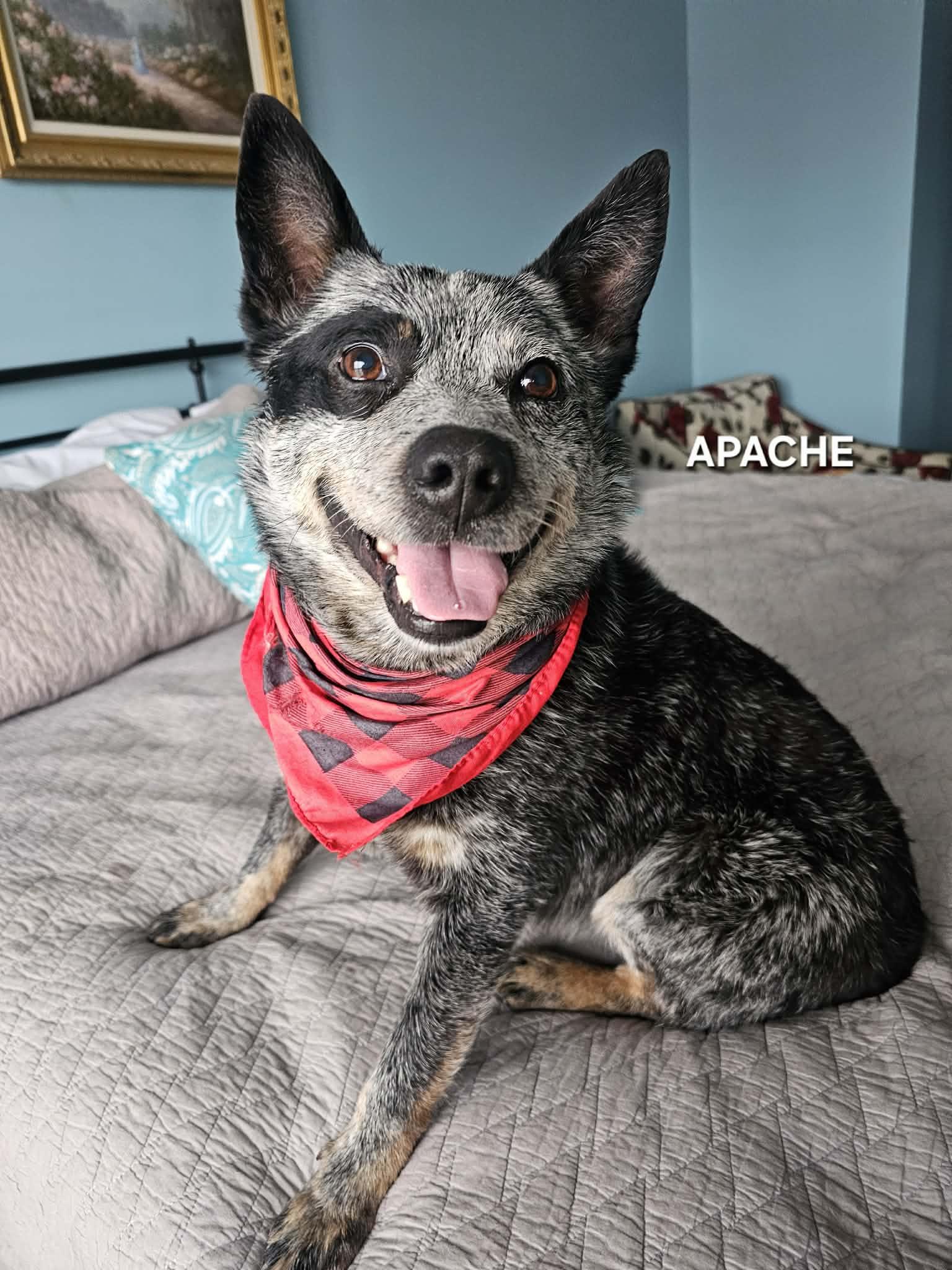 Enlarge Apache , an adopted Australian Cattle Dog / Blue Heeler in Luttrell, TN image 6/6