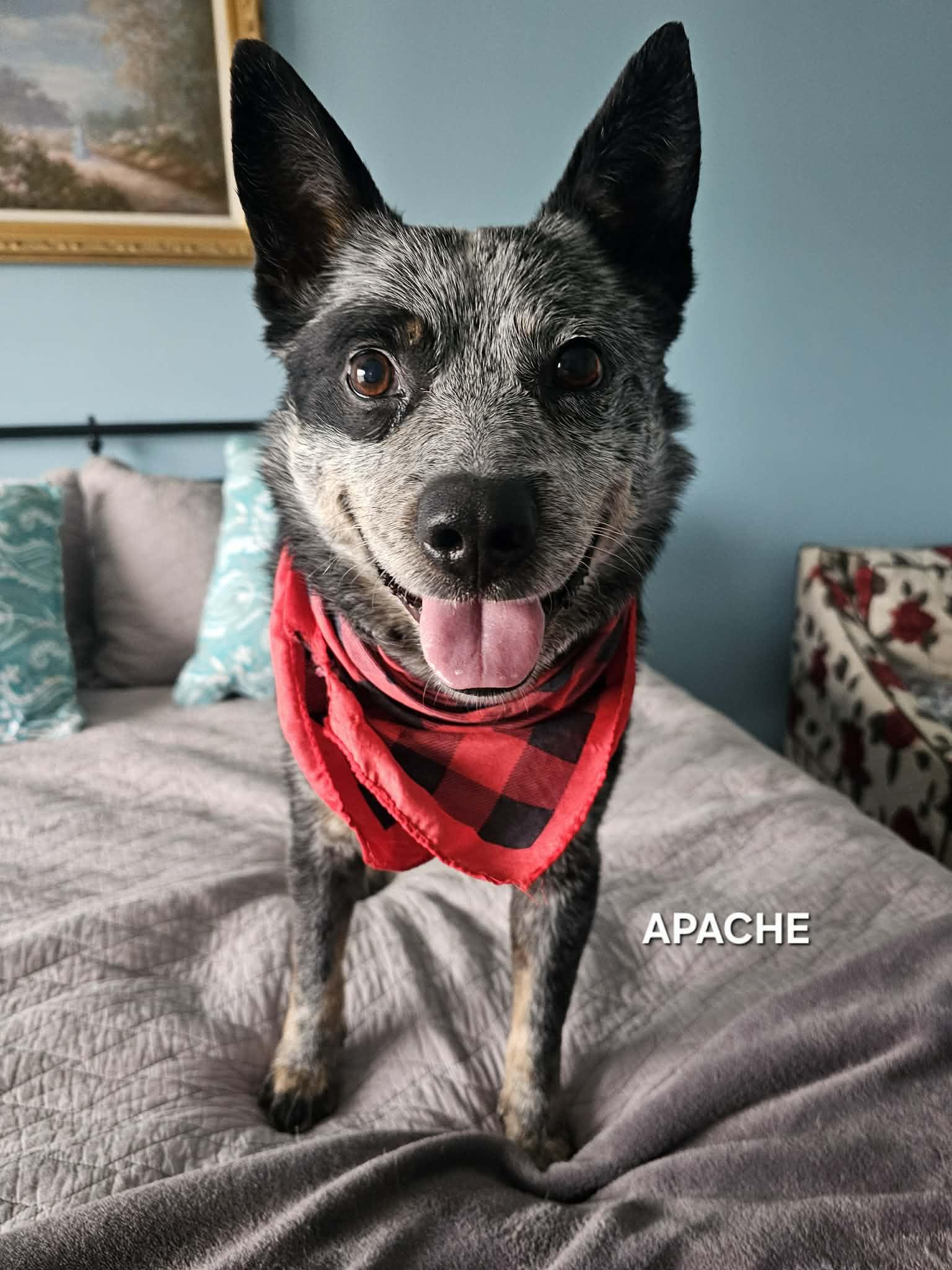 Enlarge Apache , an adopted Australian Cattle Dog / Blue Heeler in Luttrell, TN image 1/6