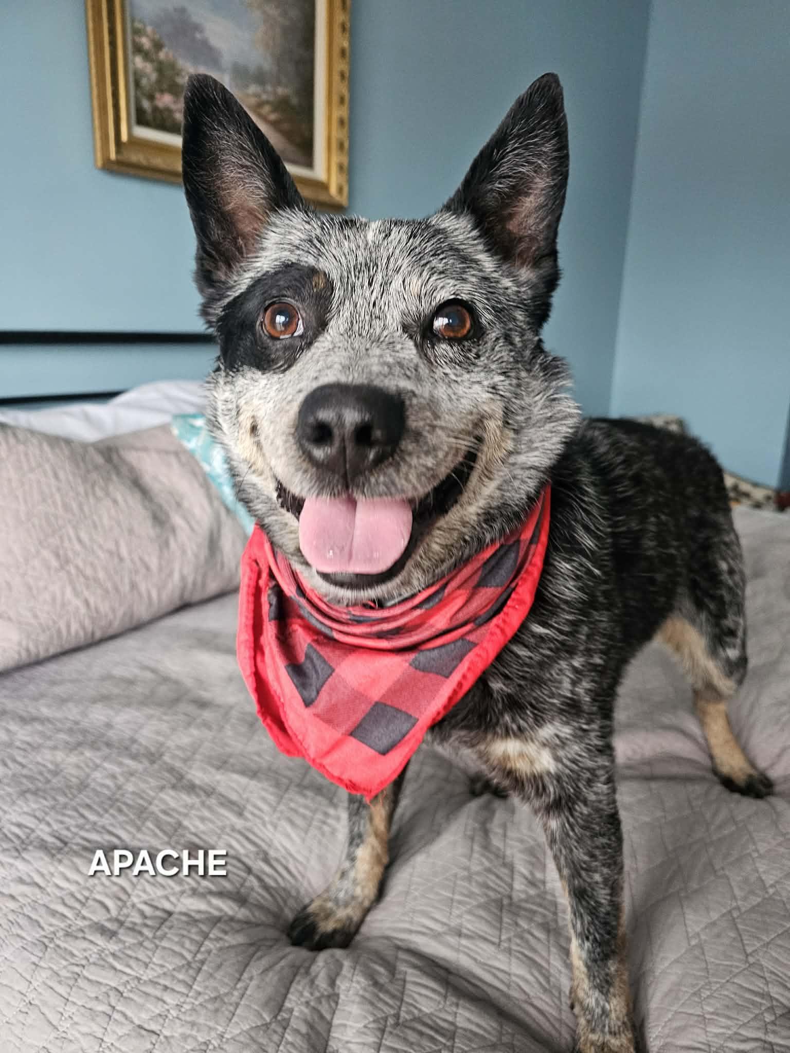 Enlarge Apache , an adopted Australian Cattle Dog / Blue Heeler in Luttrell, TN image 5/6