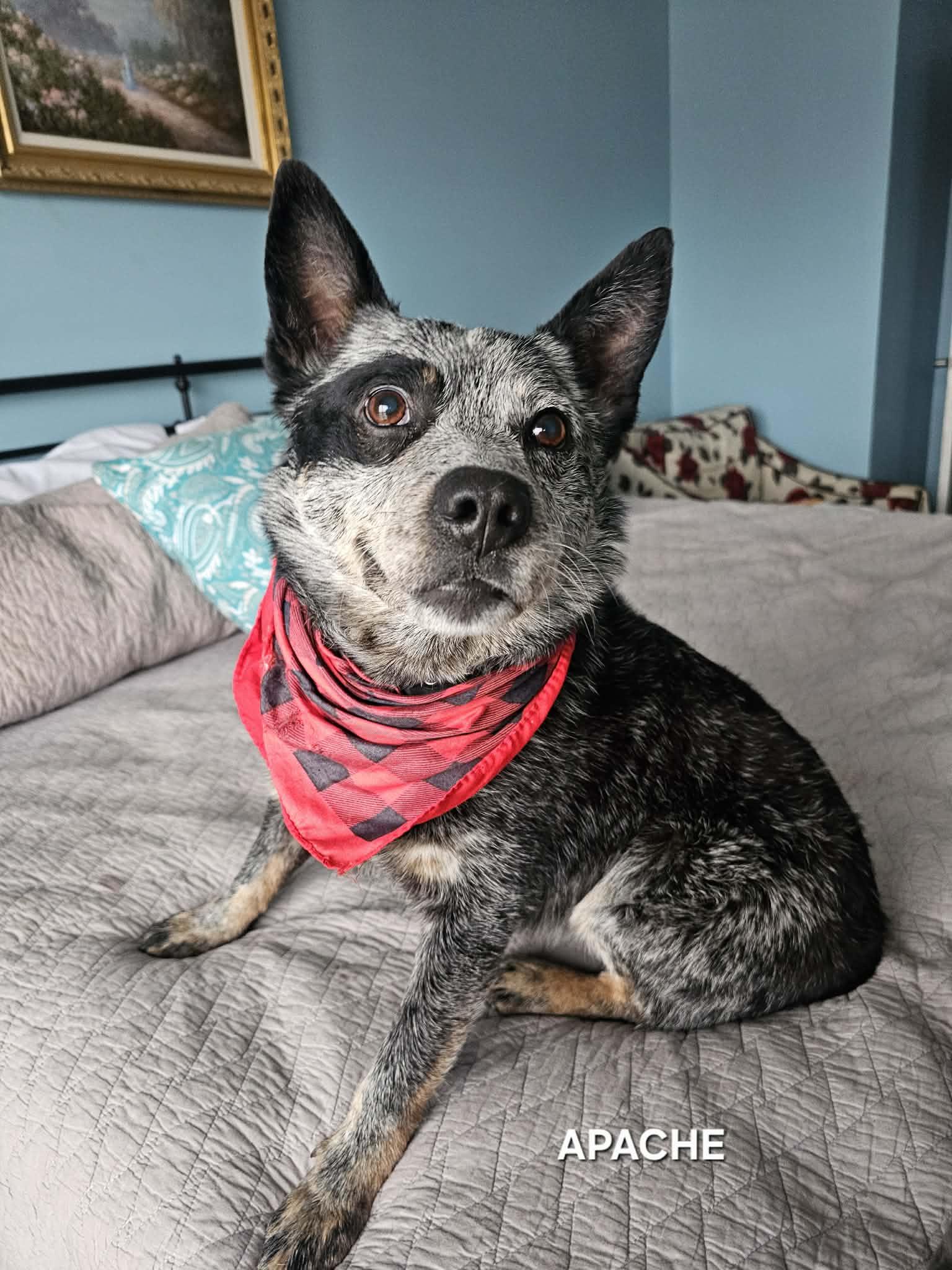 Enlarge Apache , an adopted Australian Cattle Dog / Blue Heeler in Luttrell, TN image 4/6
