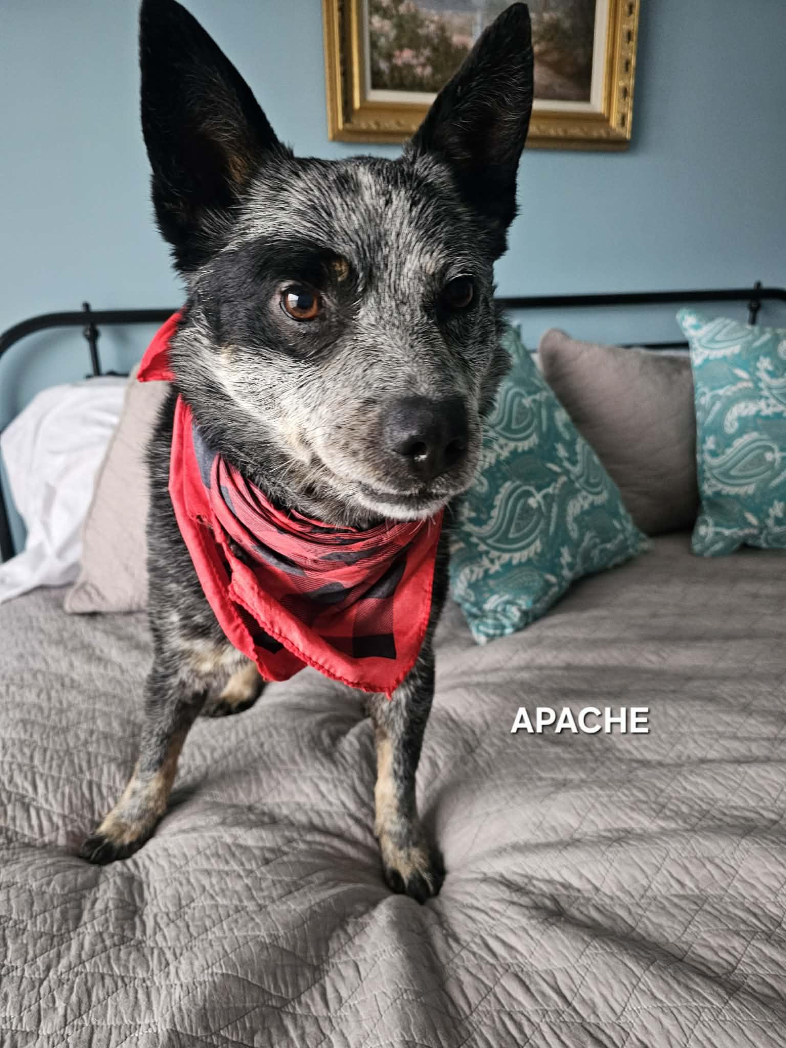 Enlarge Apache , an adopted Australian Cattle Dog / Blue Heeler in Luttrell, TN image 2/6