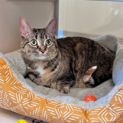 Enlarge Olive, a ADOPTABLE American Shorthair in Hackensack, MN image 2/2