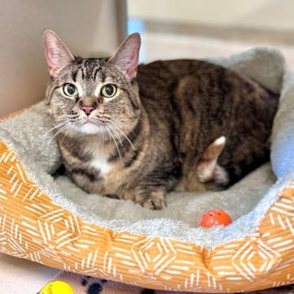 Olive, ADOPTABLE, Senior Female American Shorthair.