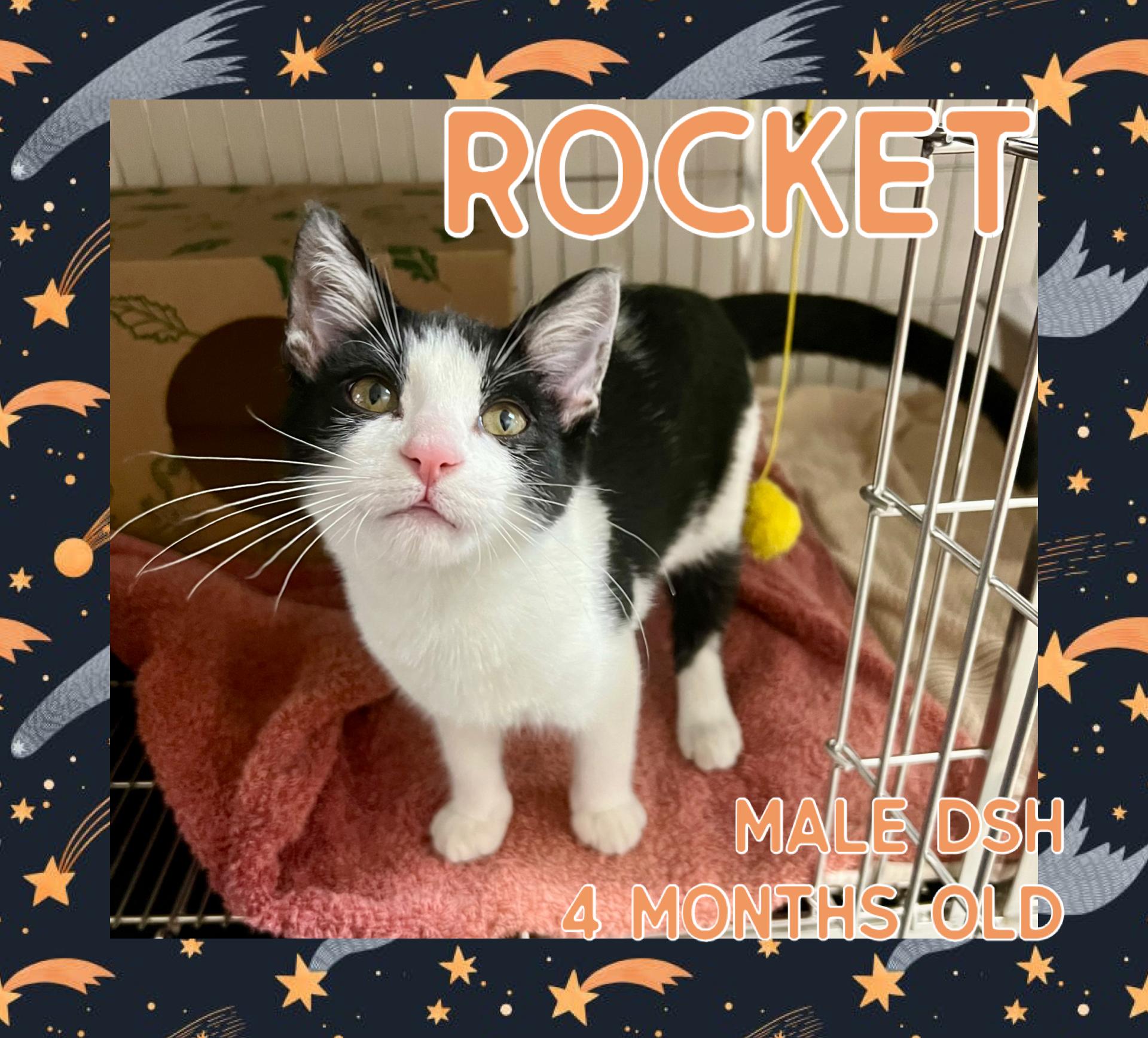Rocket, Adoptable, Kitten Male Domestic Short Hair.