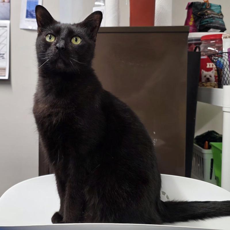 Freddy, Adoptable, Adult Male Domestic Short Hair.