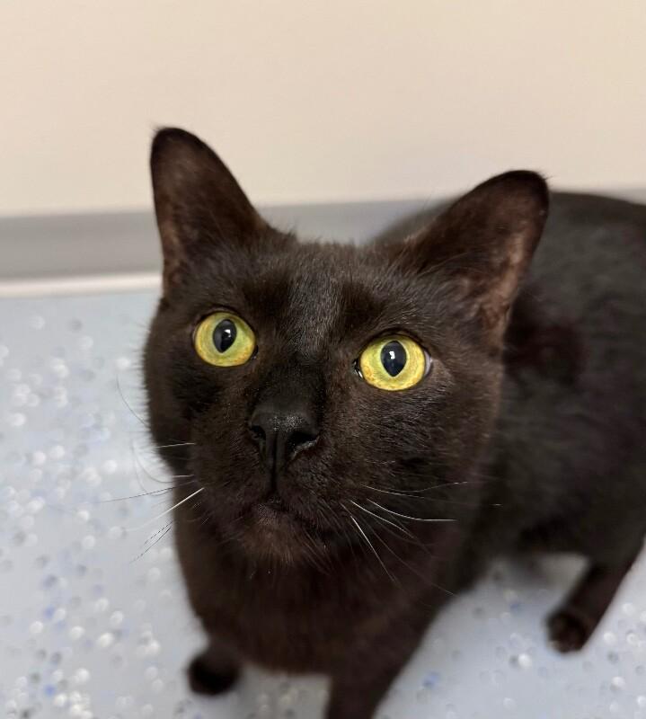 Freddy, a Adoptable Domestic Short Hair in Yankton, SD image 2/5