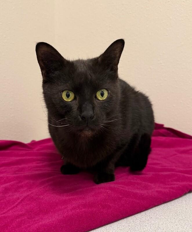 Freddy, a Adoptable Domestic Short Hair in Yankton, SD image 3/5
