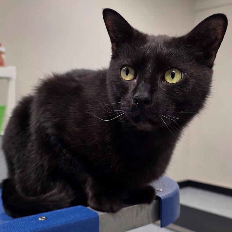 Freddy, a Adoptable Domestic Short Hair in Yankton, SD image 4/5