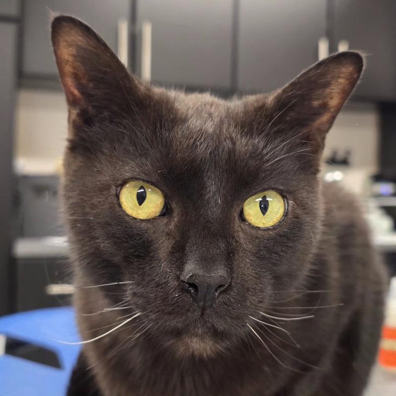 Freddy, a Adoptable Domestic Short Hair in Yankton, SD image 5/5
