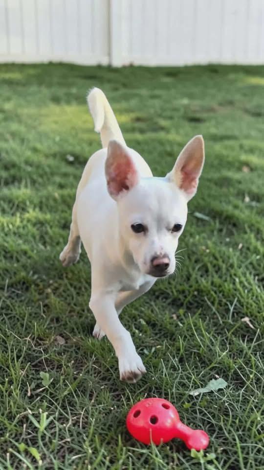 Charles Mario, Adoptable, Puppy Male Chihuahua.