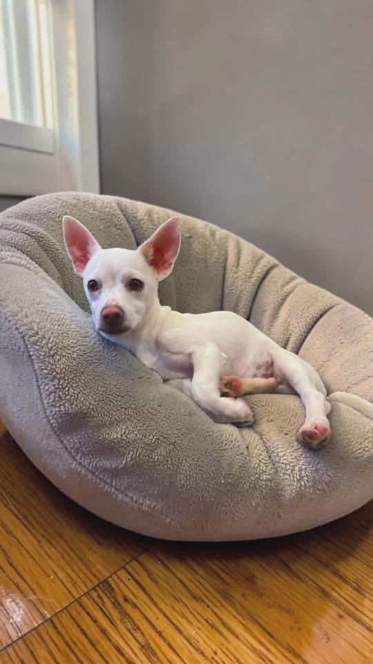 Enlarge Charles Mario, a Adoptable mixed breed in Berlin, NJ image 2/3
