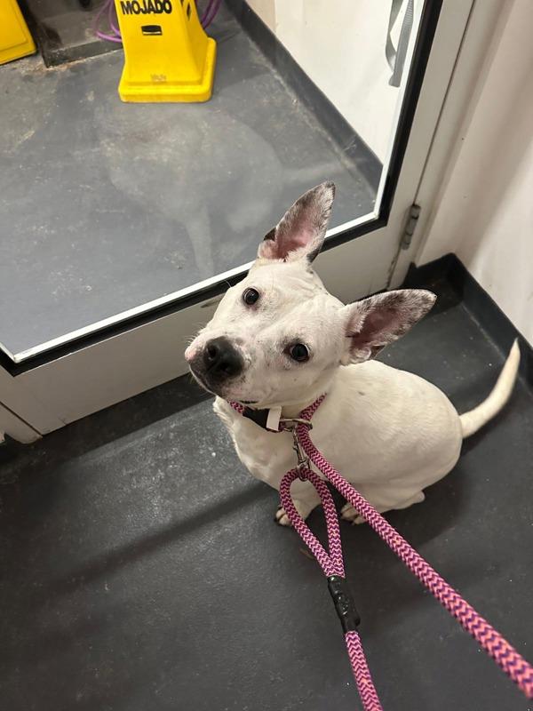 Aria — thumbnail 2