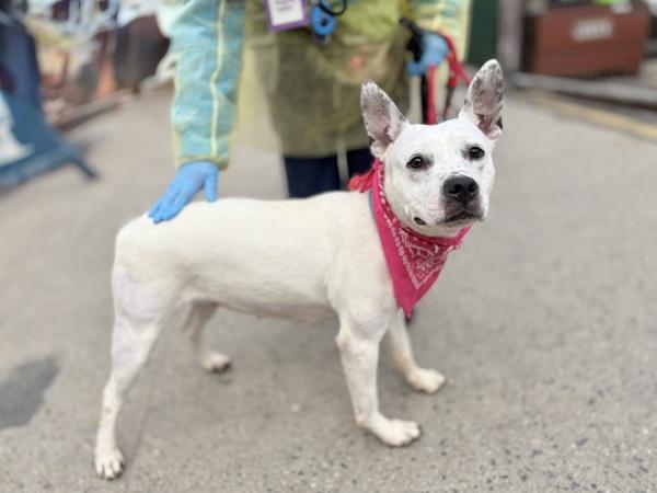 Aria — thumbnail 3