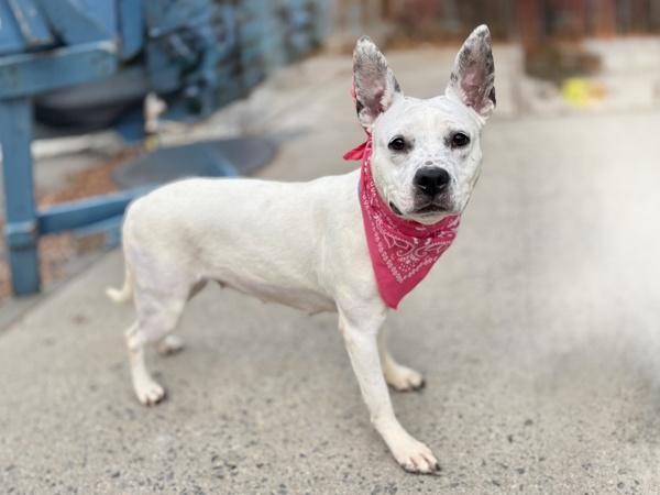 Aria — thumbnail 4