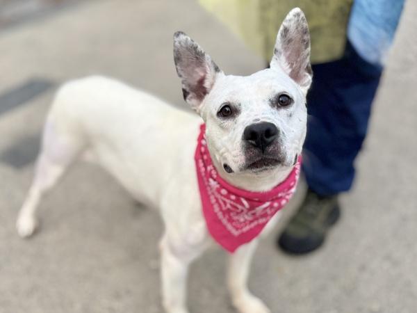 Aria — thumbnail 6