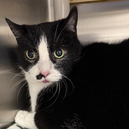 JJ, ADOPTABLE, Senior Male Domestic Short Hair.