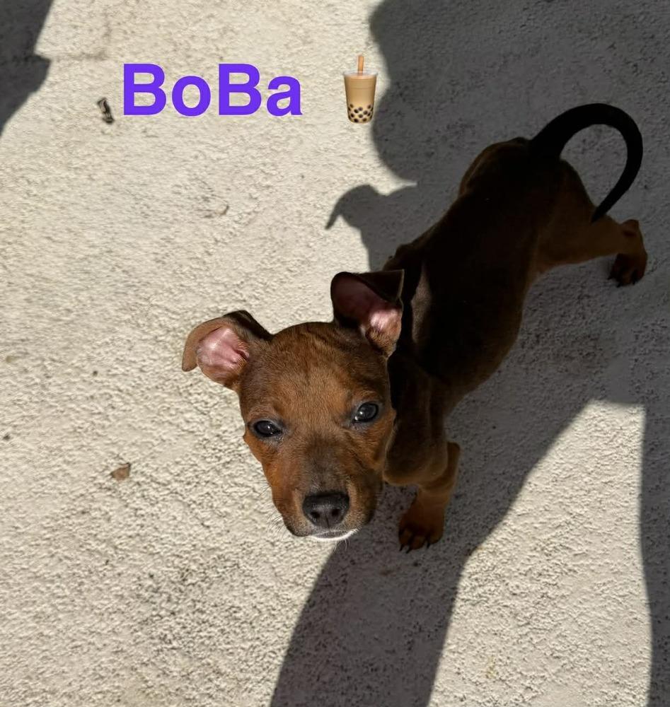 BoBa, Adoptable, Puppy Male Terrier.