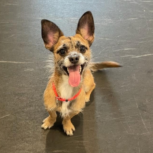Thor, ADOPTABLE, Young Male Border Terrier & Chihuahua.
