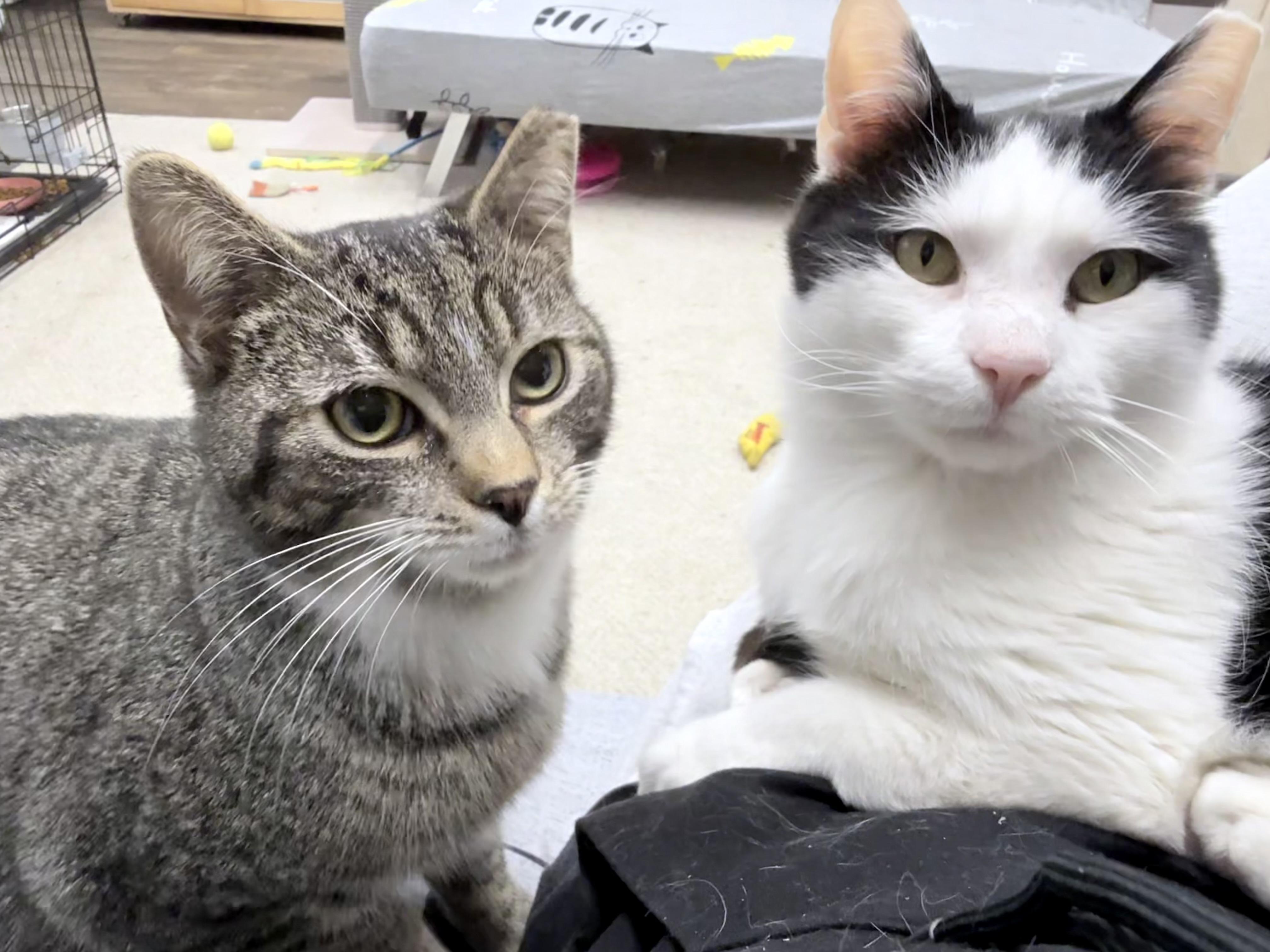 Downy And Drizzle thumbnail 3