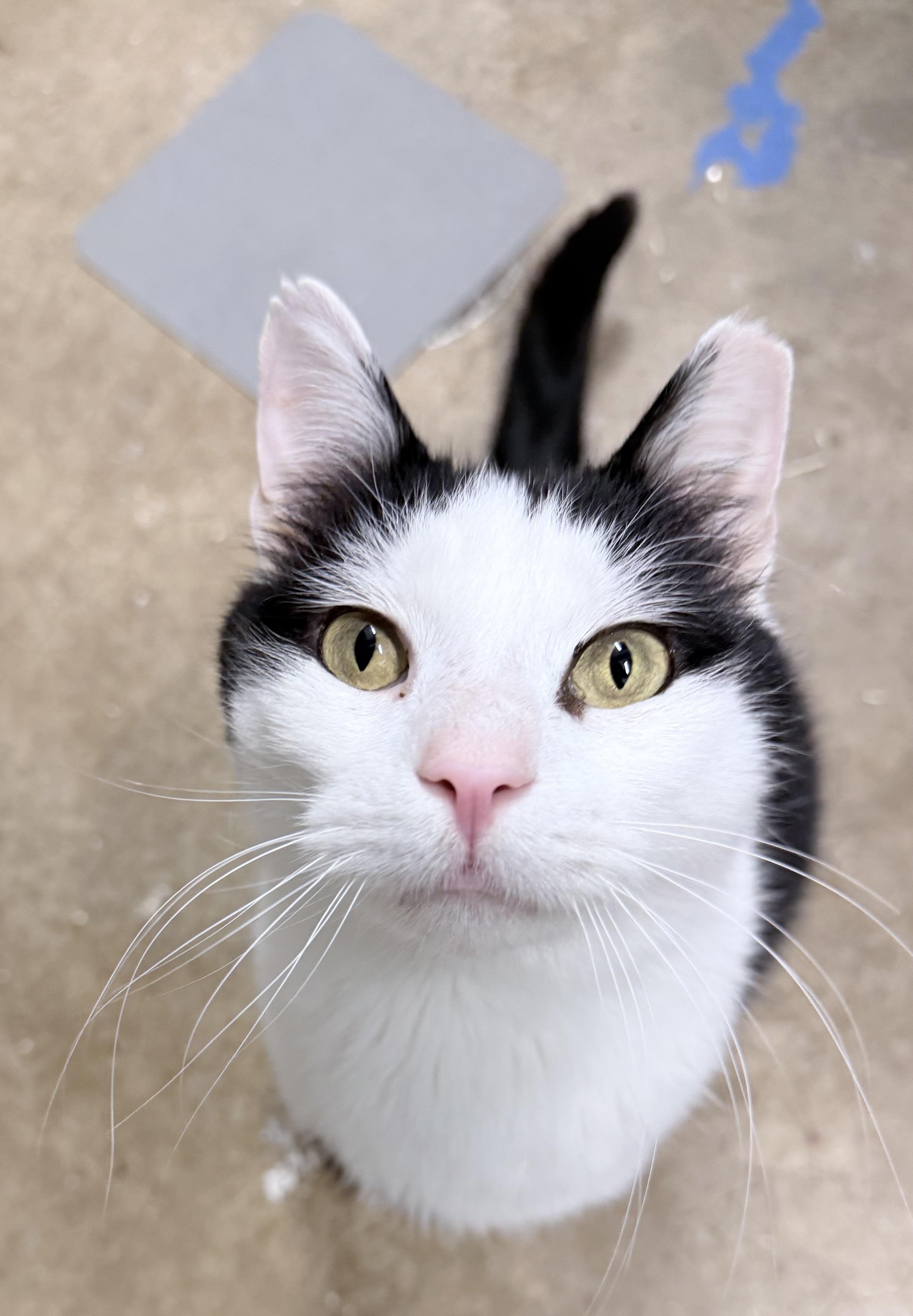 Downy And Drizzle thumbnail 4