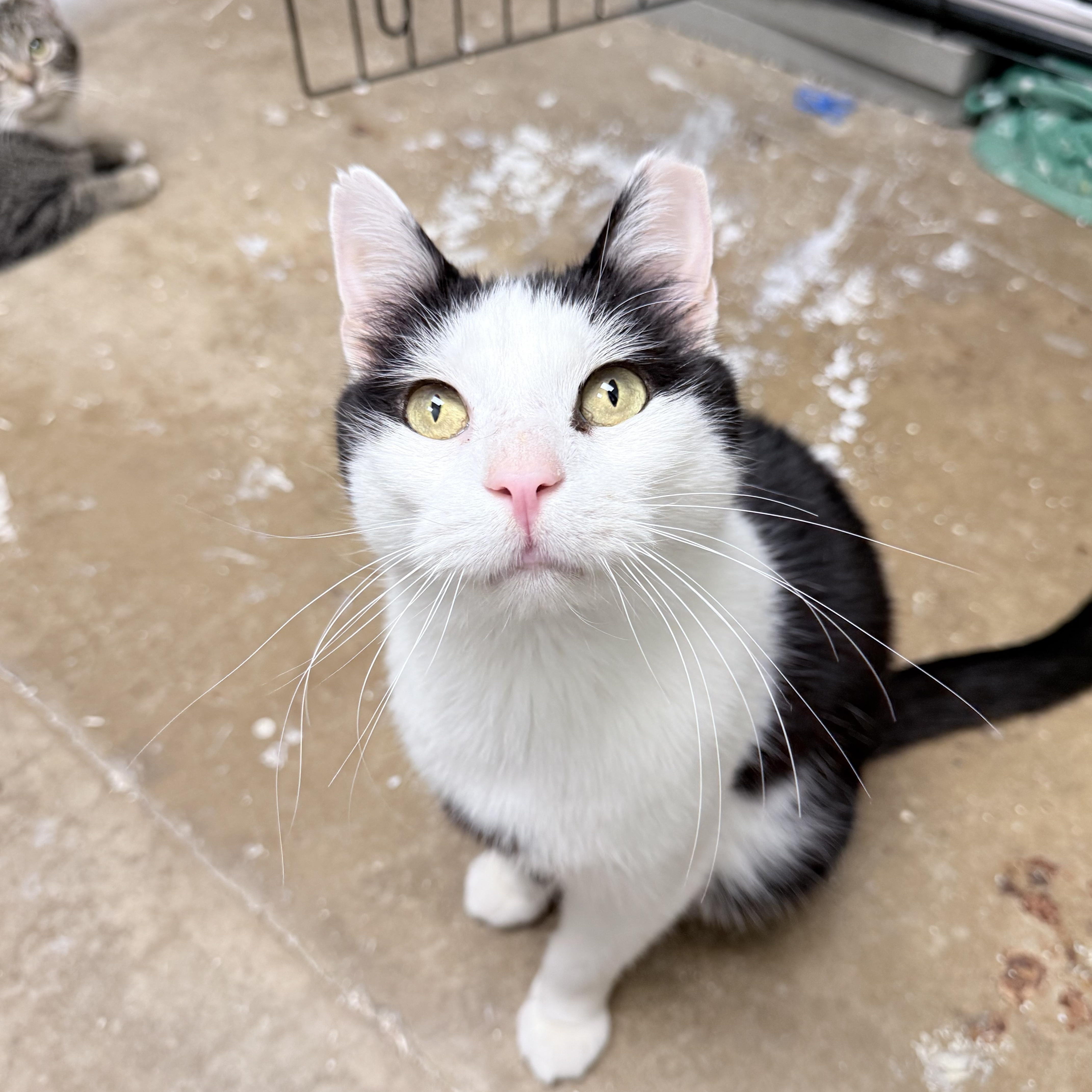 Downy And Drizzle thumbnail 6