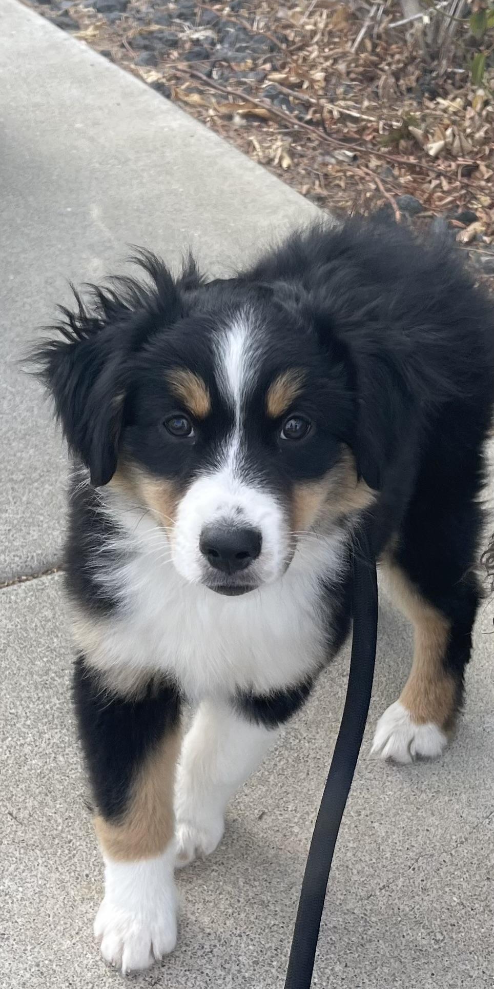 Gracie, Adopted, Puppy Female Australian Shepherd.