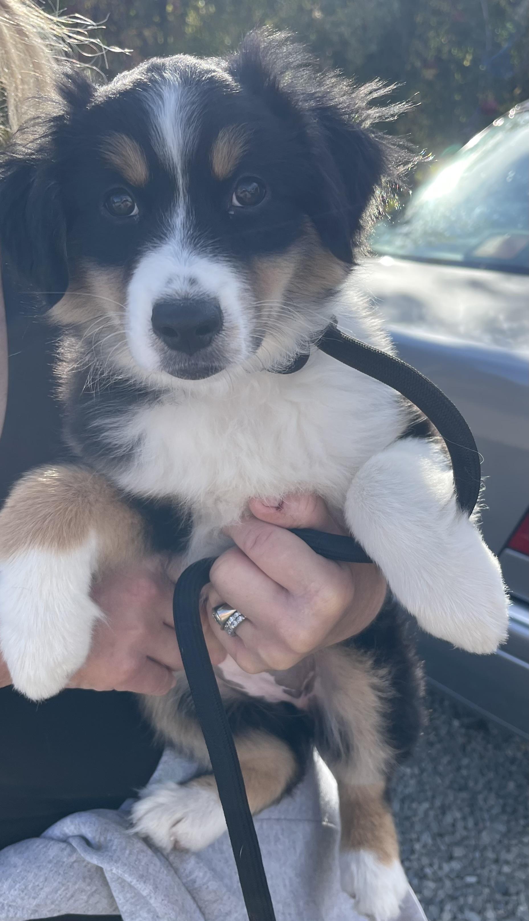 Enlarge Gracie, a Adopted Australian Shepherd in Vacaville, CA image 2/4
