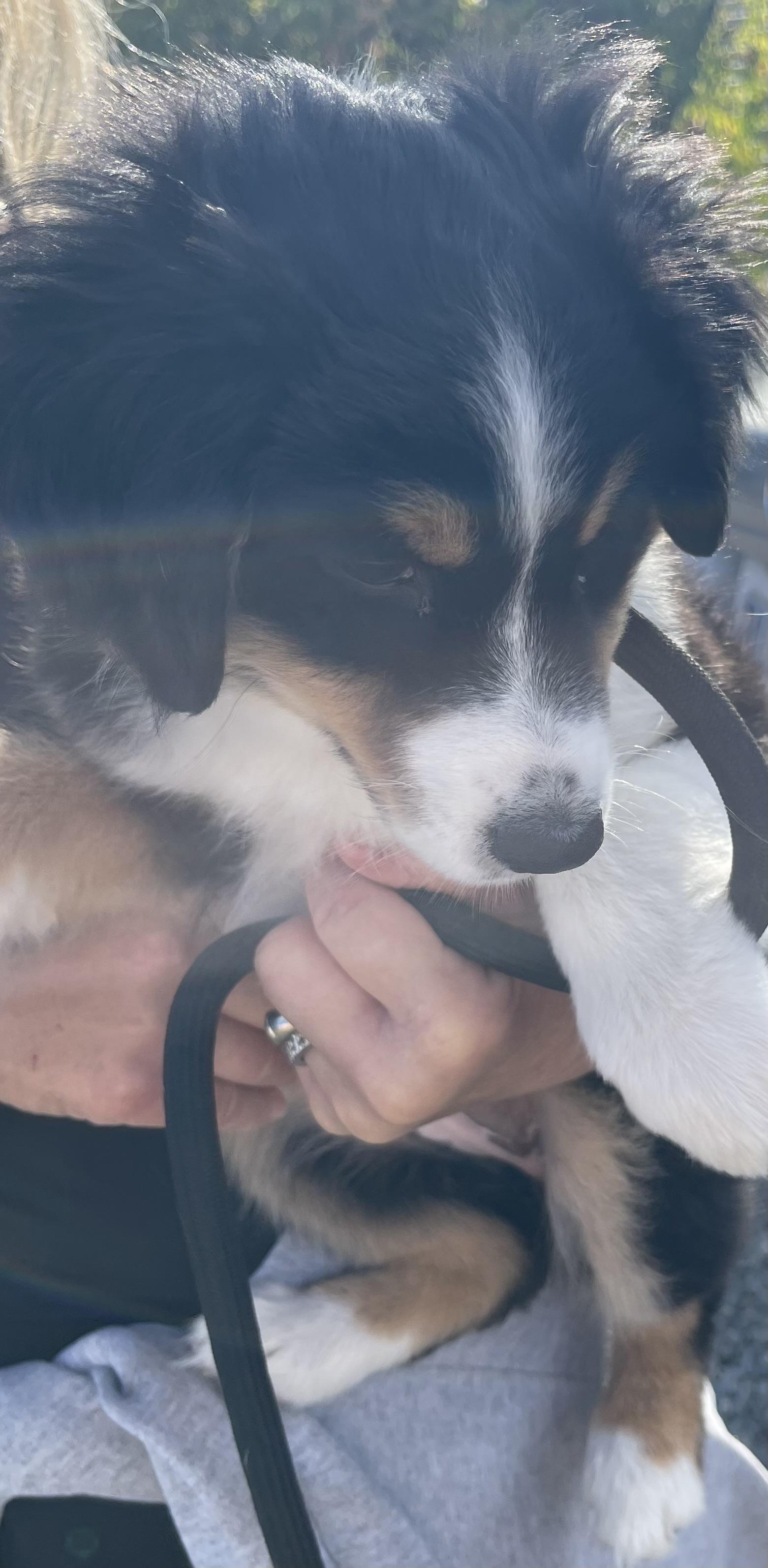 Enlarge Gracie, a Adopted Australian Shepherd in Vacaville, CA image 3/4