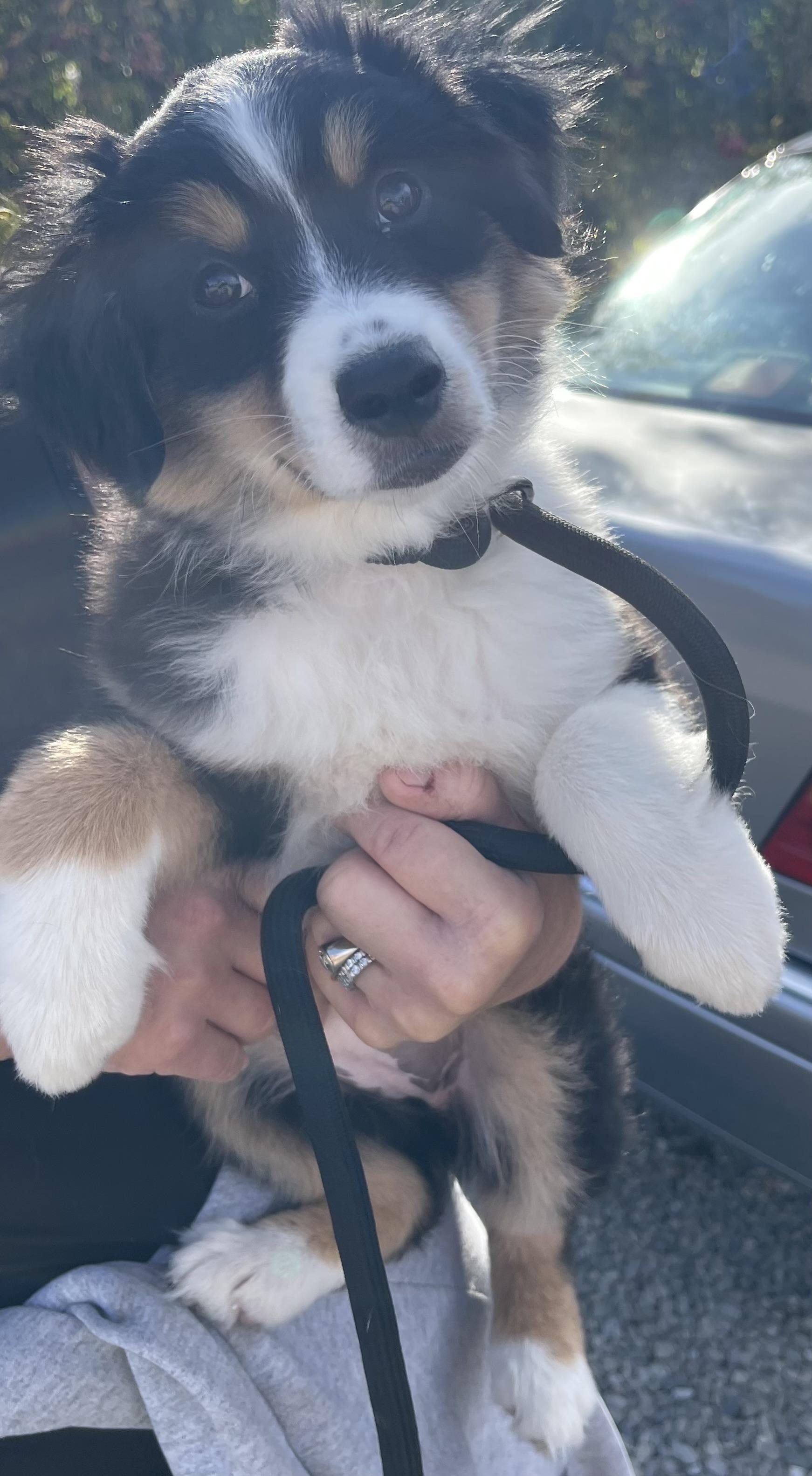 Enlarge Gracie, a Adopted Australian Shepherd in Vacaville, CA image 4/4