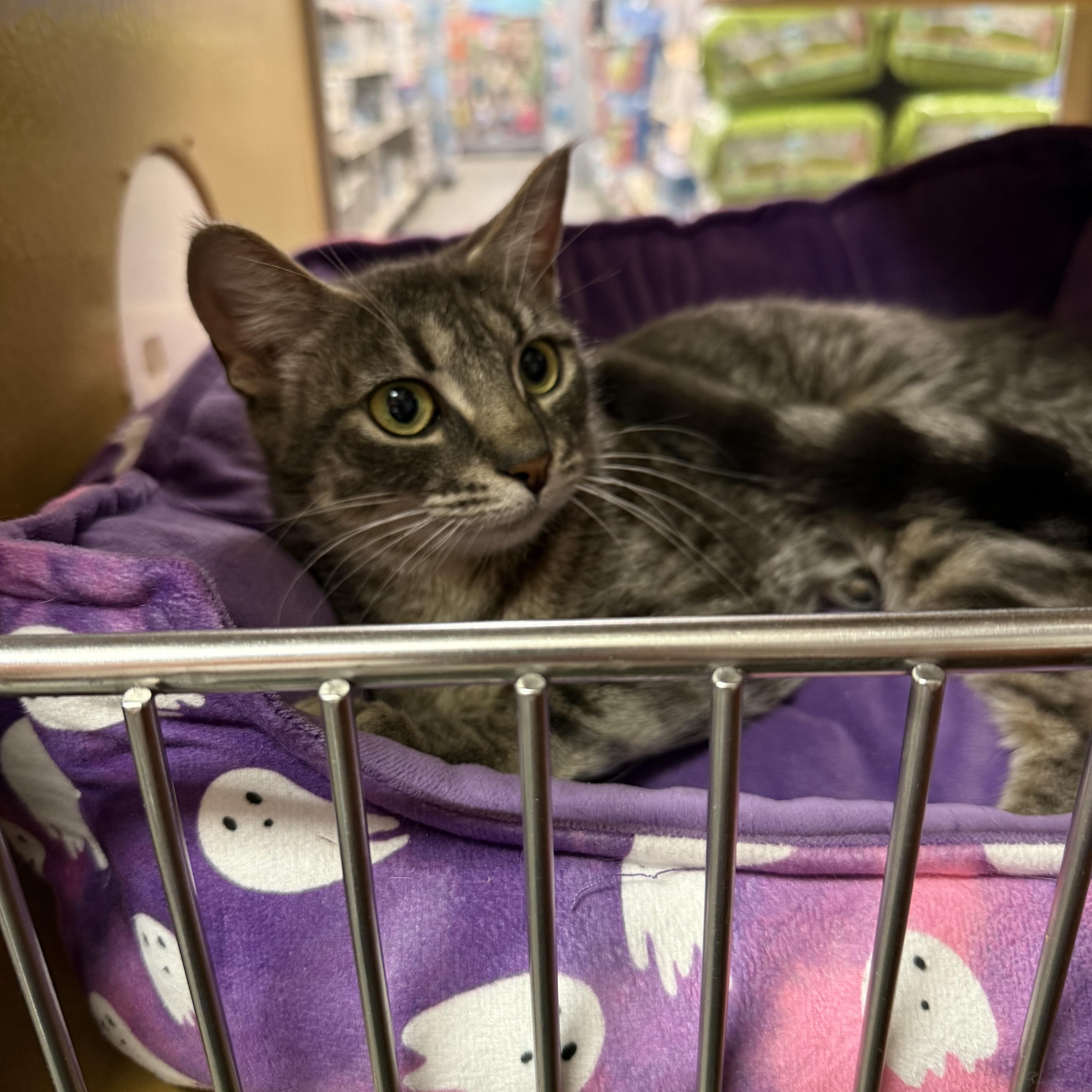 Enlarge Taryn, a ADOPTABLE Domestic Short Hair in Old Bridge, NJ image 2/5